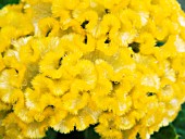 CELOSIA CRISTATA, COCKS COMB EVERLASTING