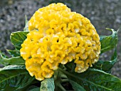 CELOSIA CRISTATA, COCKS COMB EVERLASTING