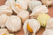 PHYSALIS PERUVIANA, FRUITS READY FOR STORAGE