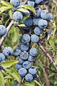 PRUNUS SPINOSA, SLOE, PLANTED FOR BIRDS