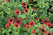 ZINNIA PERUVIANA RED SPIDER