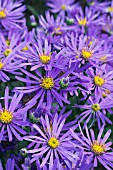 ASTER X FRIKARTII MONCH