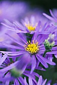 ASTER X FRIKARTII MONCH