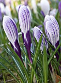 CROCUS VERNUS PICKWICK