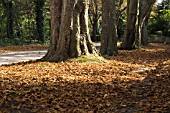 CAMERARIA OHRIDELLA, HORSE CHESTNUT LEAF MINER, EARLY LEAF FALL, SEPTEMBER