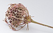 DAUCUS CAROTA, WILD CARROT, SEEDHEAD