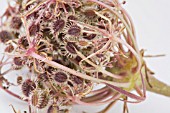 DAUCUS CAROTA, WILD CARROT, SEEDHEAD,