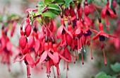 FUCHSIA MRS POPPLE