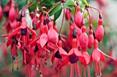 FUCHSIA MRS POPPLE