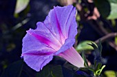 IPOMOEA UNCLE OTTO