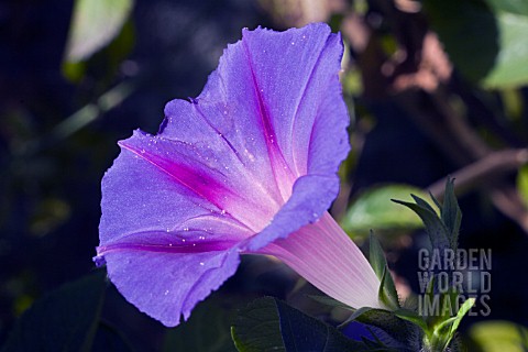 IPOMOEA_UNCLE_OTTO