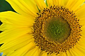 HELIANTHUS ANNUS, SUNFLOWER