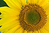 HELIANTHUS ANNUS, SUNFLOWER