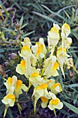 LINUM VULGARIS, COMMON TOADFLAX