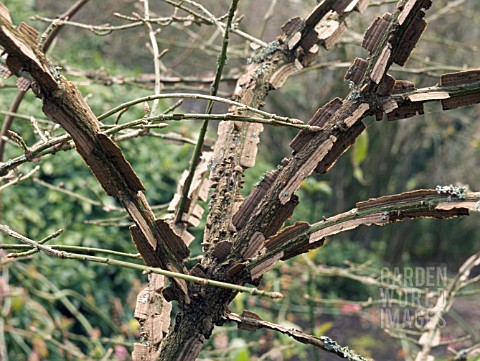 EUONYMUS_ALATUS_WINGED_SPINDLE_TREE