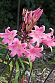 AMARYLLIS BELLADONNA, DEEP PINK FORM