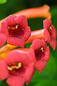 CAMPSIS RADICANS, TRUMPET VINE, HARDY CLIMBER