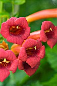 CAMPSIS RADICANS, TRUMPET VINE, HARDY CLIMBER