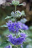 CARYOPTERIS CLANDONENSIS, HARDY LATE FLOWERING SHRUB