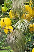 CLEMATIS TANGUTICA, FLOWERS & SEEDHEADS