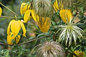 CLEMATIS TANGUTICA, FLOWERS & SEEDHEADS