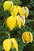 CLEMATIS TANGUTICA