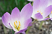 COLCHICUM BYZANTINUM, HARDY AUTUMN FLOWERING BULB