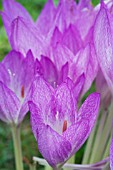 COLCHICUM SP, DARK NETTED (TESSELLATED), HARDY AUTUMN FLOWERING BULB, SEPTEMBER