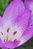 COLCHICUM SP, DARK NETTED (TESSELLATED), HARDY AUTUMN FLOWERING BULB, SEPTEMBER