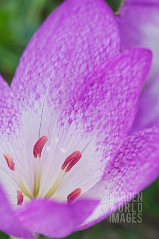 COLCHICUM_SP_DARK_NETTED_TESSELLATED_HARDY_AUTUMN_FLOWERING_BULB_SEPTEMBER