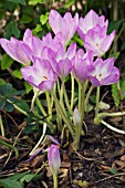 COLCHICUM SP, HARDY AUTUMN FLOWERING BULB, SEPTEMBER