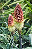 KNIPHOFIA MOUNT ETNA, HARDY PERENNIAL, SEPTEMBER