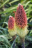 KNIPHOFIA MOUNT ETNA