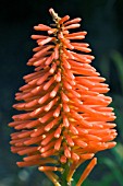 KNIPHOFIA X ERECTA,