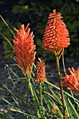 KNIPHOFIA X ERECTA