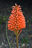 KNIPHOFIA X ERECTA