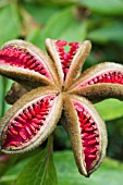 PAEONIA SEEDPOD