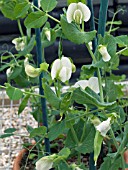 PEA TWINKLE (PISUM SATIVUM) EARLY STAGE