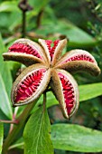 PAEONIA SEEDPOD