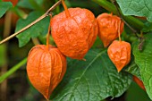 PHYSALIS ALKEKENGI VAR FRANCHETII, CHINESE LANTERNS