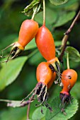 ROSA HIGHDOWNENSIS, ROSE HIPS, MOYESII HYBRID