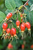 ROSA MULTIBRACTEATA, ROSE HIPS