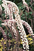 ACTAEA RACEMOSA ATROPURPUREA