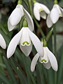 GALANTHUS NIVALIS (SNOWDROP)