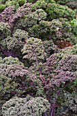 BRASSICA OLERACEA, PURPLE CURLY KALE RED BOR