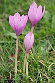 COLCHICUM SPECIOSUM, HARDY AUTUMN FLOWERING BULB