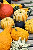 CUCURBITA PEPO, MIXED ORNAMENTAL GOURDS INCLUDING CROWN OF THORNS & ORANGE CROOK-NECK