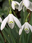 GALANTHUS NIVALIS (SNOWDROP)