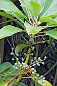 DAPHNIPHYLLUM MACROPODUM, FRUITS, HARDY SMALL TREE