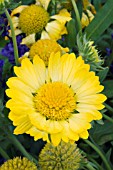 GAILLARDIA YELLOW QUEEN, HARDY PERENNIAL